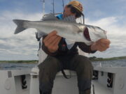 Bass to blue shark in West Cork