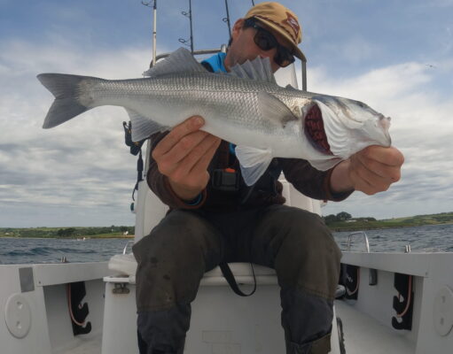 Bass to blue shark in West Cork