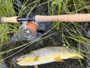 Lough Fada brownies fit & fighting on family fishing day