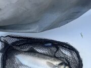 Family Ties and Tight Lines in Cobh