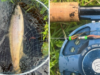 Great start to the Grilse run at Ballisodare