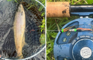 Great start to the Grilse run at Ballisodare