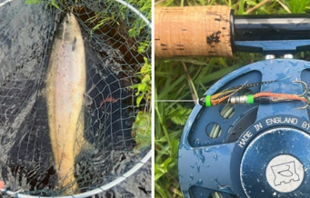 Great start to the Grilse run at Ballisodare