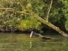 Midlands Angling back on the Brosna