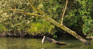 Midlands Angling back on the Brosna
