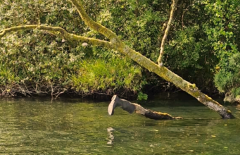 Midlands Angling back on the Brosna