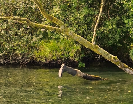 Midlands Angling back on the Brosna