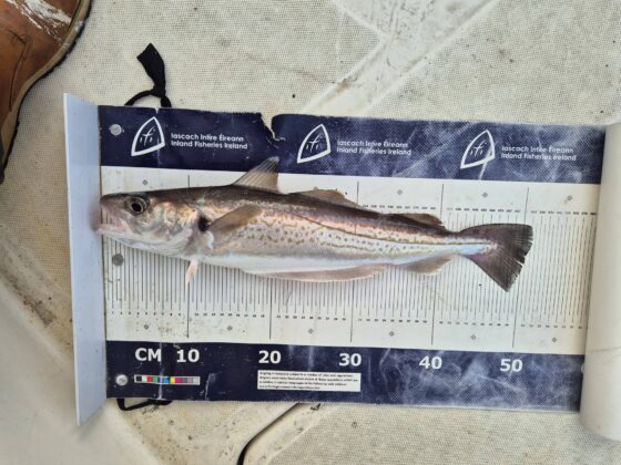 Smashing whiting