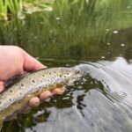 Trout from R. Nore