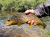 Epic Trout Fishing Adventure – lure fishing for wild trout in an Irish river