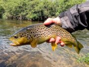 Epic Trout Fishing Adventure – lure fishing for wild trout in an Irish river
