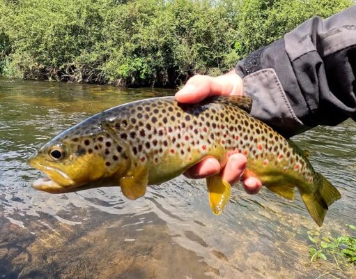 Epic Trout Fishing Adventure – lure fishing for wild trout in an Irish river
