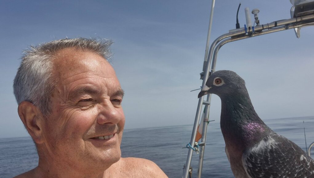 Homesick homing pigeon