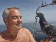 Sharks, big whiting and unexpected visitors for West Cork Charters Homesick homing pigeon