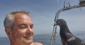 Sharks, big whiting and unexpected visitors for West Cork Charters Homesick homing pigeon