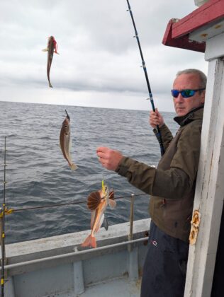 Whiting and grey gurnard