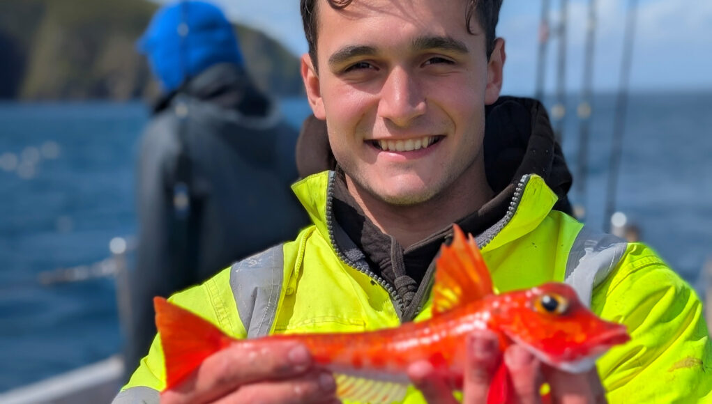 red gurnard