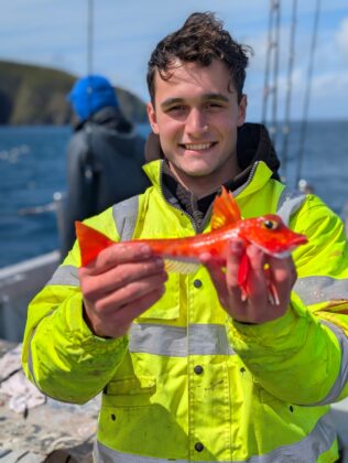 red gurnard