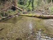 Learn about the Riverwood Project in Ireland