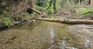 Learn about the Riverwood Project in Ireland