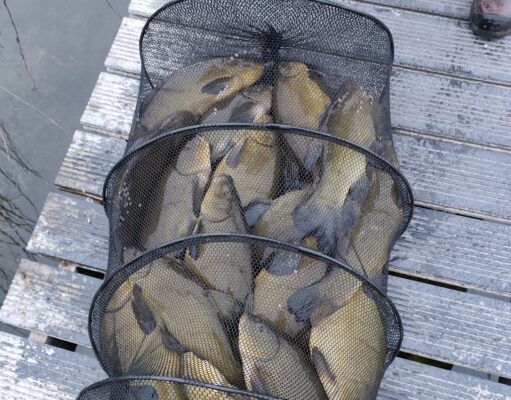 Terrific tench fishing in Roscommon