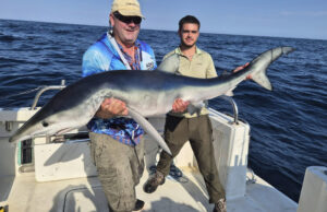 Excellent shark fishing, superb fish on Silver Dawn at Courtmacsherry