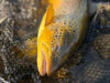 May-June report from Lough Corrib – some fantastic trout caught