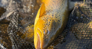 May-June report from Lough Corrib – some fantastic trout caught