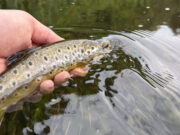 Great dry fly sport on the Nore
