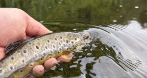 Great dry fly sport on the Nore