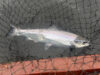 Seven salmon and a few sea trout from Currane last week grilse
