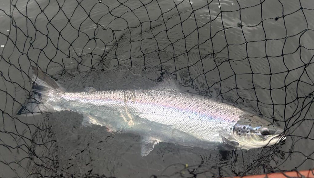 grilse