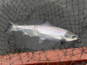 Seven salmon and a few sea trout from Currane last week grilse