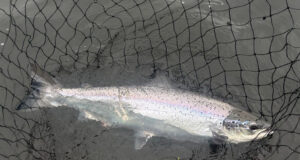 grilse