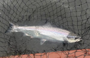 grilse