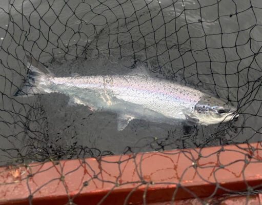Seven salmon and a few sea trout from Currane last week grilse