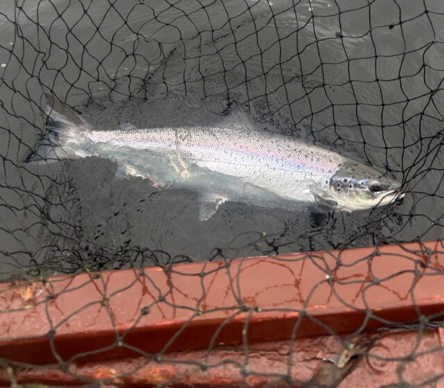 grilse