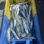 Fishing Adventures Mackerel July 2026