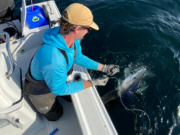 Old Head Charters back after blues in west Cork