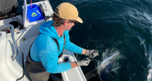 Old Head Charters back after blues in west Cork