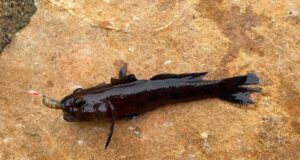 Plenty mini species and more for Killybegs Mariners