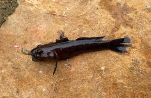 Plenty mini species and more for Killybegs Mariners
