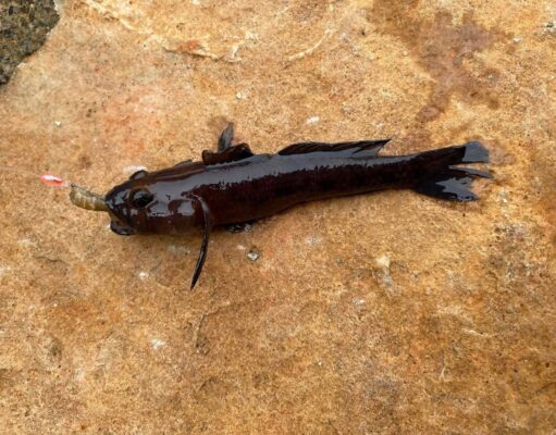 Plenty mini species and more for Killybegs Mariners