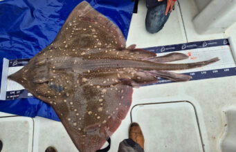 Specimen skate to round out memorable trip for Dutch anglers in Courtmacsherry