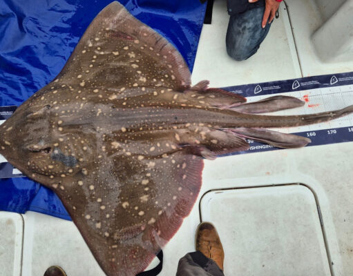 Specimen skate to round out memorable trip for Dutch anglers in Courtmacsherry